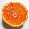【柑橘の断面図】ゆら早生