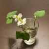 ドクダミの花
