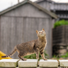 隣県西部離島のねこさん