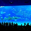 【沖縄旅行】沖縄にある２大水族館の美ら海水族館とDMMかりゆし水族館を比較！