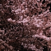 夜空の黒に桜