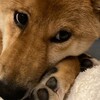 成犬に近づいた犬くん