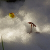 なごり雪～！