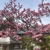 上ばかり見上げる桜の季節。足元にもこんな可愛い花が咲いていました。