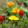 駅裏の花壇。。。　　　(´∀｀)