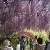 河内藤園（福岡県北九州市八幡東区）～藤のトンネルのグラデーションの美しさに感動する