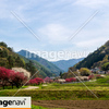 信州　長野県上田市武石　余里の一里の花桃１７