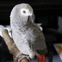 kurubibiの日記