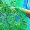 心配だったブルベリーも順調に収穫～