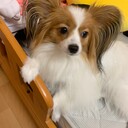 mayumi's diary