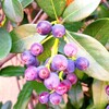 思い出のお花の先生