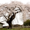 【大子町】上岡の枝垂れ桜・・