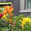 北山公園の花菖蒲や正福寺千体地蔵堂などへ（東京・東村山）〈前半〉