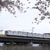 長野電鉄村山橋周辺の桜（2）