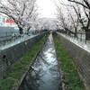 川沿いの桜