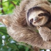 今日は蟹座の満月〜今後のSlothの森についても（笑）