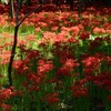 ケイトウの花　曼殊沙華　&　巾着田曼殊沙華まつり　2024
