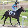 馬っぷりの良さはここでも上位級も、内枠が仇になってやや消極的な競馬に。直線では外へ持ち出せずにモタモタし、内へ進路を切り替えると何度か前が詰まる不利。心身が噛み合った走りが出来ずに８着に敗れる。★コンジャンクション