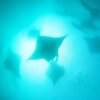 manta season  @   south male atoll