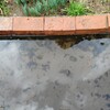 ２度目の全滅、ハス池のメダカ