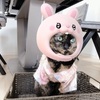 あけましておめでとうございまっしゅ。