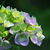 色づきはじめた紫陽花と花に潜むもの
