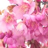 上天草市でカンヒザクラが見頃