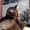 猫ちゃんのように、日向ぼっこをしたいなあ・・・１日があっという間に過ぎて、今は眠りたい。