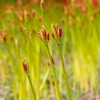 春日すら田に立ち疲れ･･･巻第7-1285～1286