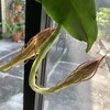 月下美人はいつ咲く？