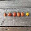 トマトの収穫、全４種コンプリート