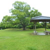 小雨降る中柿原公園へ2025.6月