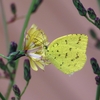 花と草と虫に学ぶ