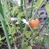 消えたトマト