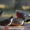 野鳥の世界の力関係