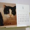 TOLOTで猫カレンダー作りました