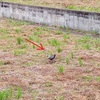 趣味はバード・ウォッチングです（仮）