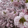 【新宿】新宿御苑の桜（2021/4/4）