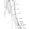 正経十二経脈その①～手太陰肺経(てたいいんはいけい)～