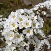 春に咲く樹木の白い花：ユキヤナギ、コデマリ、ウツギ（卯の花）