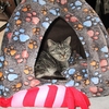 ［142］猫と冒険 帰り道編 その26（坂道横の廃車 その2 🙀ズッコケタのニャー。）