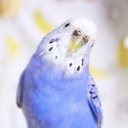 愛鳥が最後まで守り抜いてくれた話。