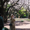 Enjoying season of SAKURA at home - cherry blossoms in 2019 at Tokyo