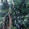 ダラダラからのシャキシャキ