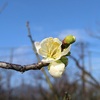 梅の花　開花