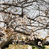 【お写んぽ】【カメ活】【ソロ活】桜の時期
