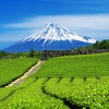  失敗しないお茶ギフトの選び方完全ガイド｜静岡・贈答用日本茶の選び方