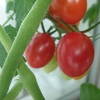トマト収穫９回目♪