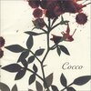 Cocco「サングローズ」