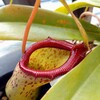 Nepenthes St.Pacificas (Jul.2022)